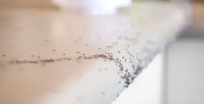 dépigeonnage Bais-1