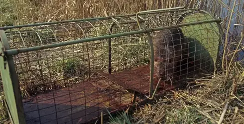 dépigeonnage Bais-2