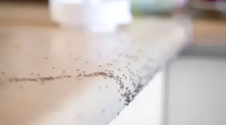 dépigeonnage Bais-3