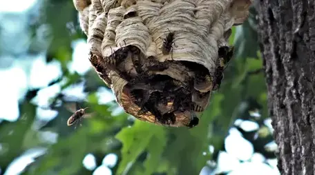 dépigeonnage Bais-4