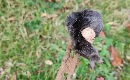 dépigeonnage Bais-5