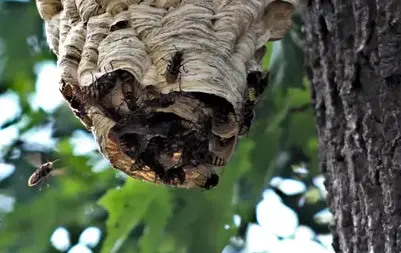 dépigeonnage Craon-3