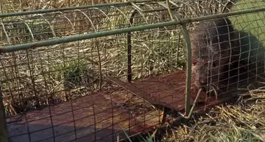 dépigeonnage à Eancé - image 3