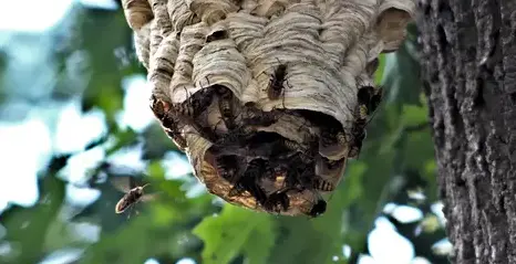 dépigeonnage à Eancé - image 4