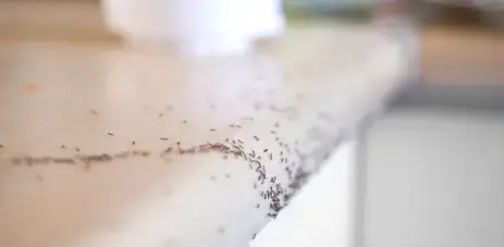 dépigeonnage La Guerche-de-Bretagne-1