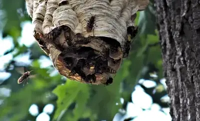 dépigeonnage La Guerche-de-Bretagne-2