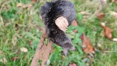 dépigeonnage La Guerche-de-Bretagne-3