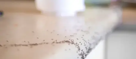 dépigeonnage La Guerche-de-Bretagne-4