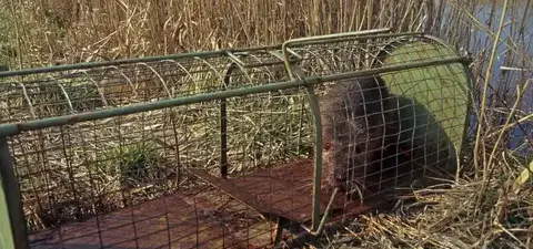 dépigeonnage La Guerche-de-Bretagne-5