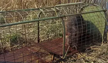 dépigeonnage Pouancé-1