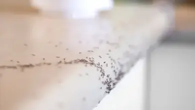 dépigeonnage Pouancé-2