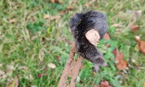 dépigeonnage Pouancé-3