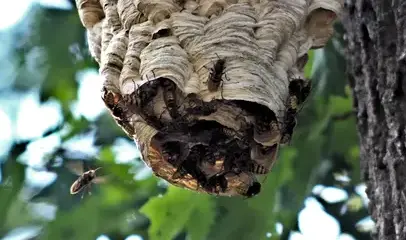 dépigeonnage Pouancé-4