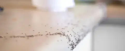 dépigeonnage Pouancé-5