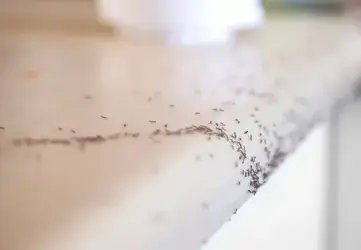 dératisation Bais-1