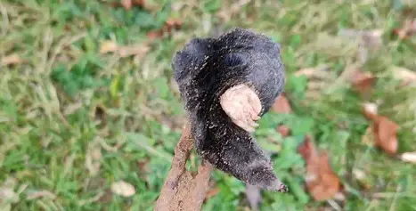 dératisation Bais-2