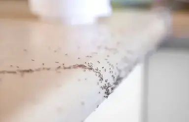 dératisation Bais-3