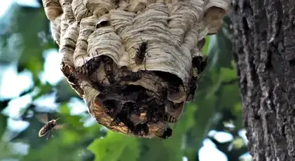 dératisation Bais-4