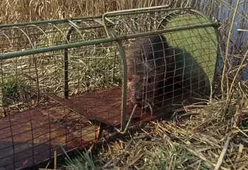 dératisation Bais-5