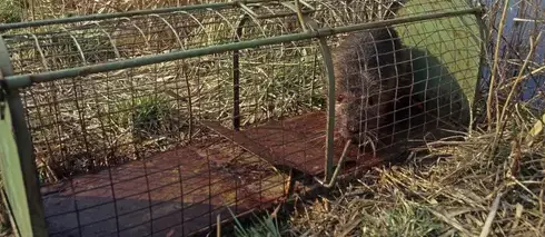 dératisation La Guerche-de-Bretagne-1