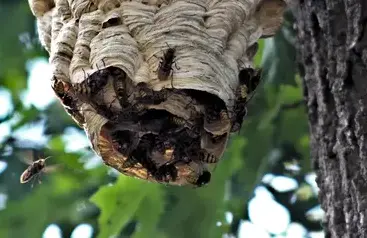 dératisation La Guerche-de-Bretagne-2