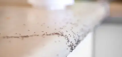 dératisation La Guerche-de-Bretagne-3