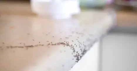 dératisation La Guerche-de-Bretagne-4