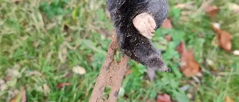 dératisation La Guerche-de-Bretagne-5