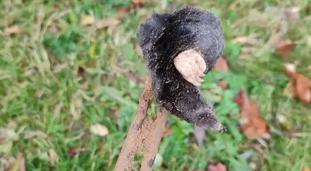 dératisation Pouancé-1