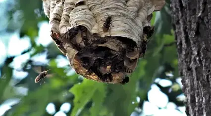 dératisation Pouancé-2