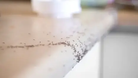 dératisation Pouancé-4