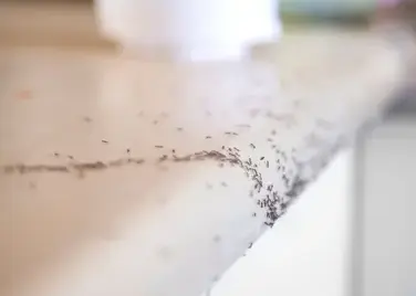 dératisation Pouancé-5