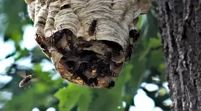 désinfection punaise de lit Bais-1