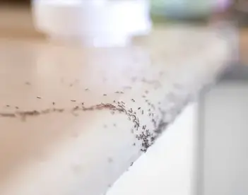 désinfection punaise de lit Bais-2