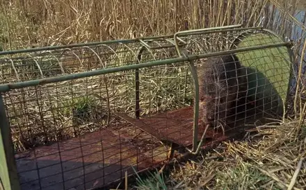 désinfection punaise de lit Bais-3