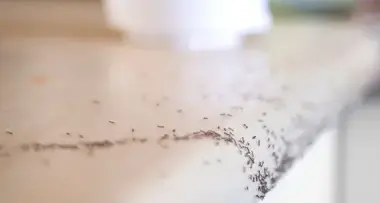 désinfection punaise de lit Bais-4