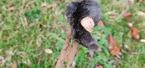 désinfection punaise de lit Bais-5