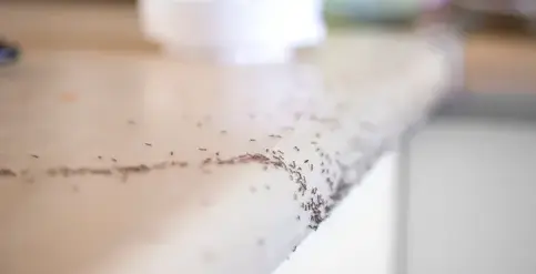 désinfection punaise de lit Craon-1