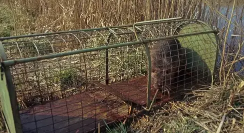 désinfection punaise de lit Craon-2