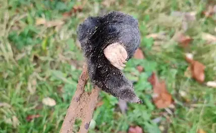 désinfection punaise de lit Craon-3