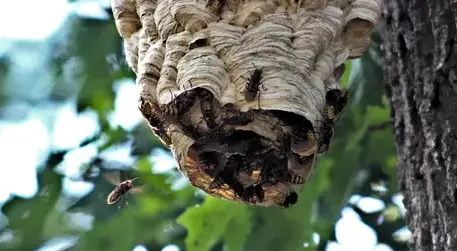 désinfection punaise de lit Craon-4