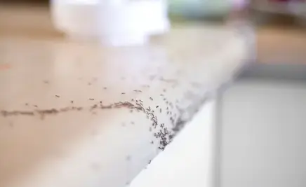 désinfection punaise de lit Craon-5