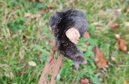 désinfection punaise de lit Eancé-1