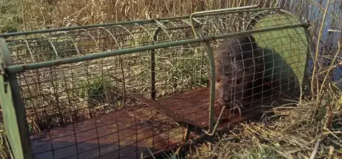 désinfection punaise de lit à Eancé - image 2