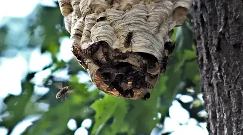 désinfection punaise de lit à Eancé - image 3
