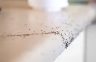 désinfection punaise de lit à Eancé - image 4