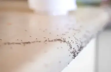 désinfection punaise de lit Eancé-5