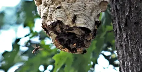 désinfection punaise de lit Janzé-1