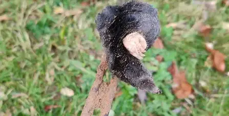 désinfection punaise de lit Janzé-2