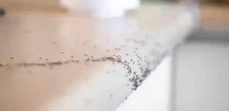 désinfection punaise de lit Janzé-3